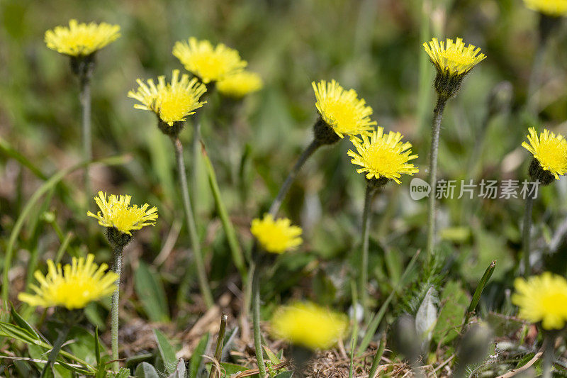 Hieracium pilosella花